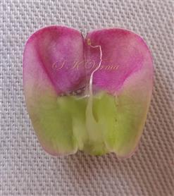  Vexillum and Vexillary stamen